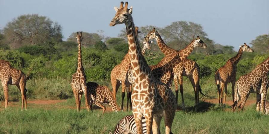 4 Days Amboseli and Tsavo West National Park Safari